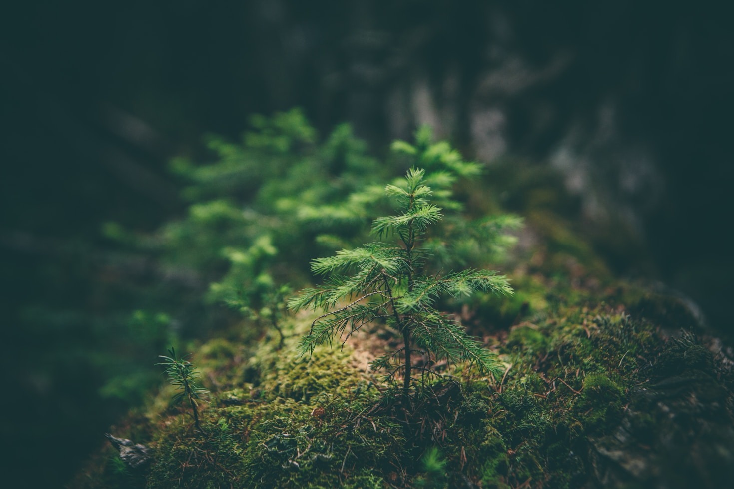 Overcoming Obstacles On Your Personal Journey